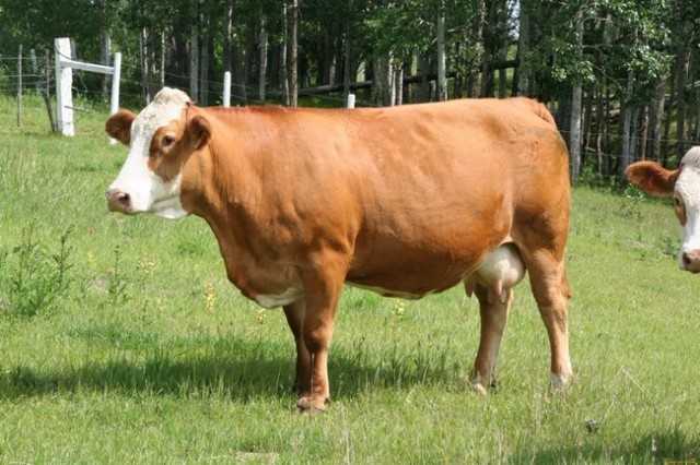 Ярославская порода коров: что из себя представляет, характеристики, уход