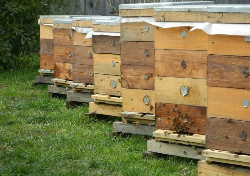 Особенности конструкции и пчеловождения в многокорпусных ульях