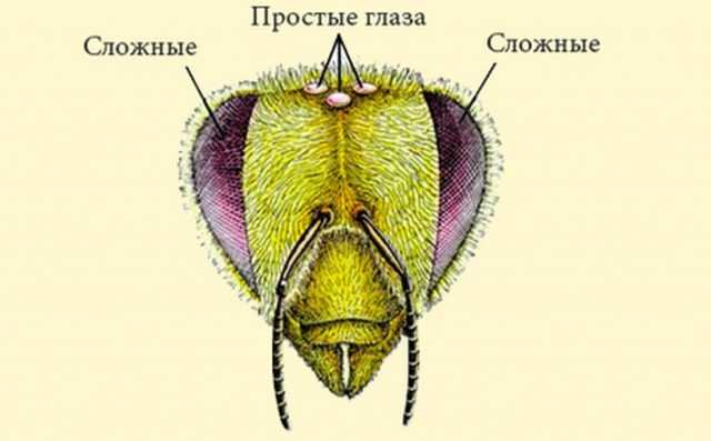 Сколько глаз у пчелы и какие цвета они видят: особенности зрения у пчел