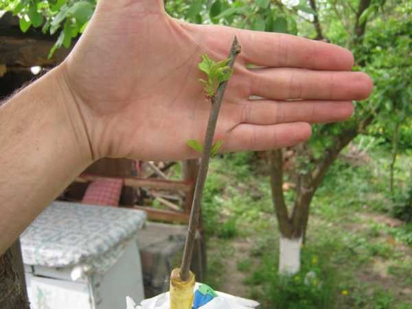 Размножение сливы (алычи) зелеными черенками: летом, как вырастить, весной