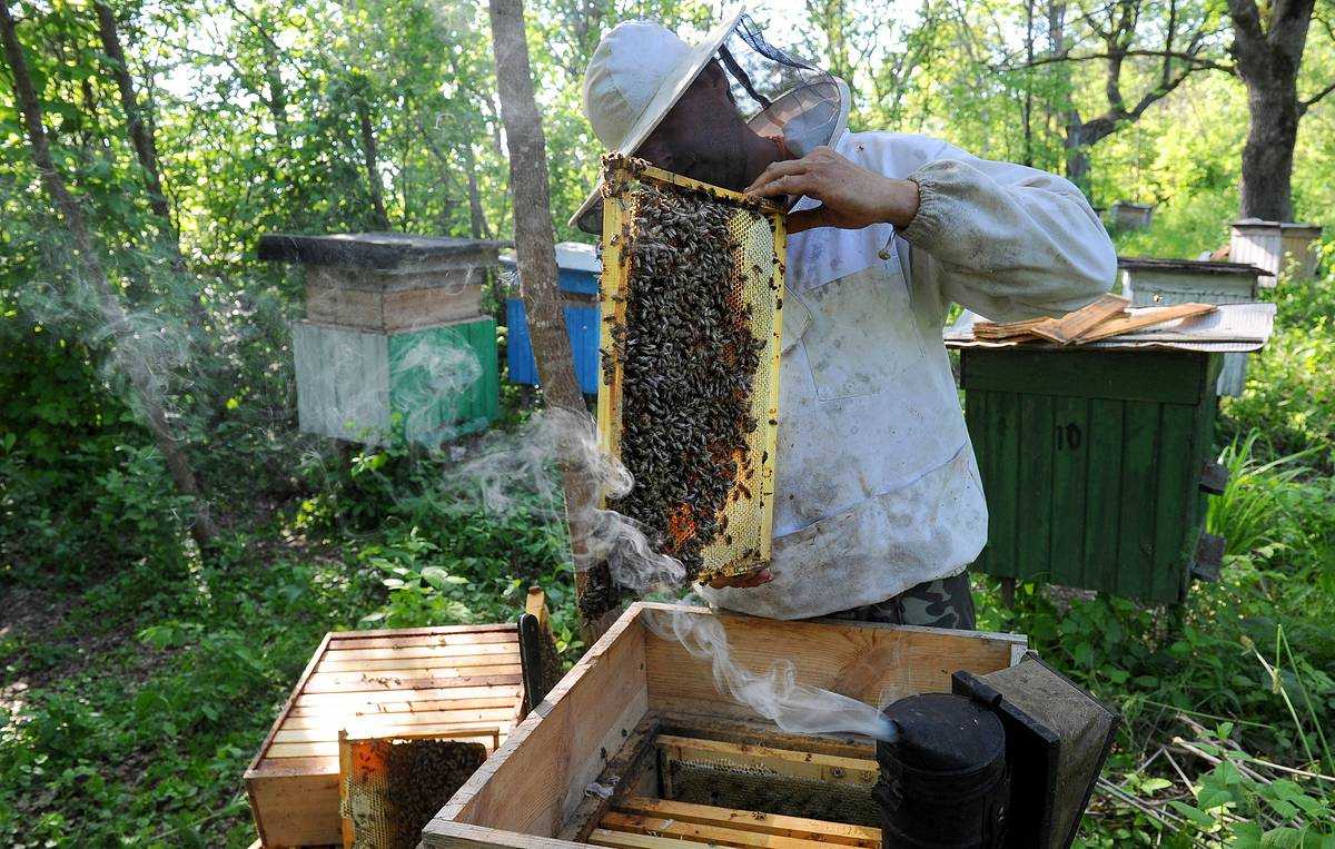 Мировое вымирание пчел: причины и последствия. Все возможные теории, почему исчезают пчелы. Влияет ли вмешательство человека в жизнь колонии на вымирание пчел. Как восстановить популяции.