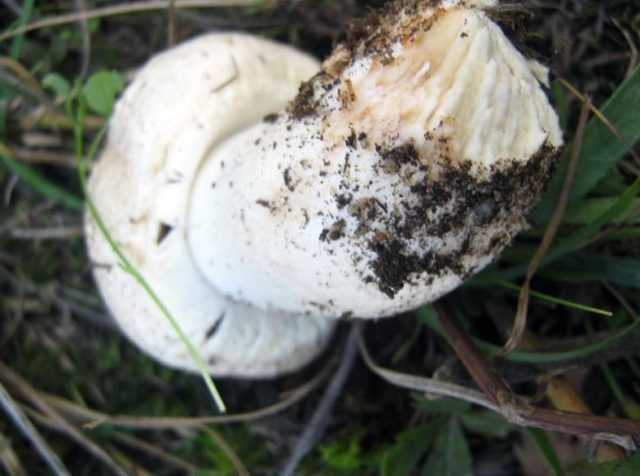 Грибы шампиньоны - как правильно собирать и определить белый съедобный гриб