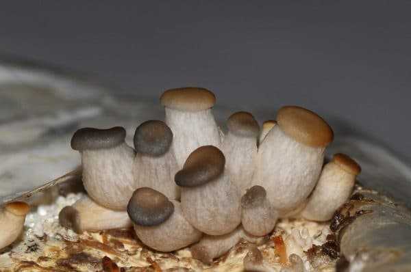 Выращивание белых грибов: особенности выращивания в промышленных масштабах и в домашнем хозяйстве (75 фото)