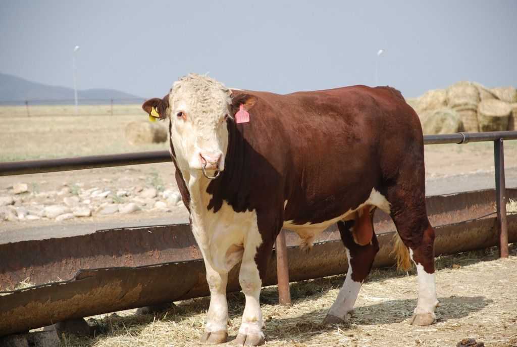 Герефордская порода коров: характеристика, отзывы - растения и огород