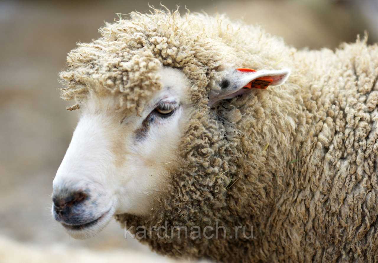Куйбышевская порода овец: характеристика продуктивности, выращивание