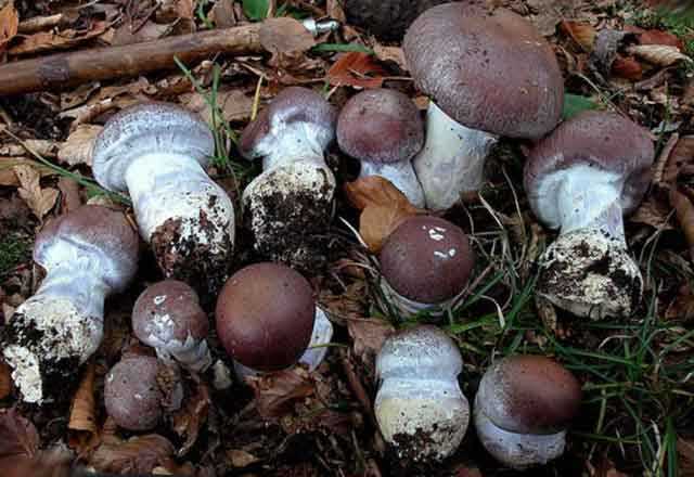 Фиолетовый гриб | приокско-террасный государственный природный биосферный заповедник