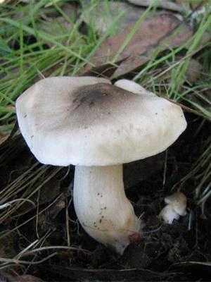 Грибы рядовка — описание и фото, отличия от ядовитых грибов, методы выращивания рядовки. | cельхозпортал