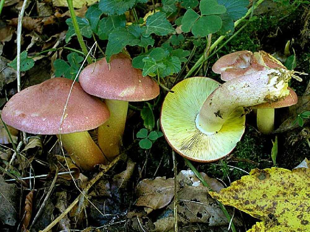 Грибы рядовки — отличие и описание, основные виды, свойства и применение + 81 фото