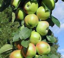 Колоновидная яблоня васюган: описание сорта, посадка, уход, фото, отзывы