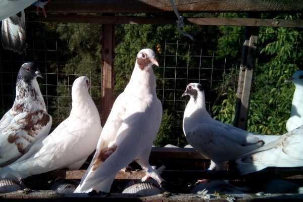 Иранские голуби: описание и характеристика, в чём отличия от других видов, условия содержания, фото, видео
