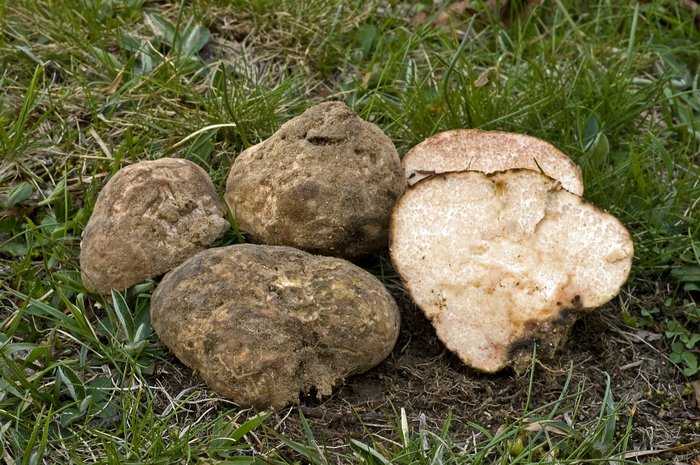 Трюфель - съедобные грибы | описание, фото и видео