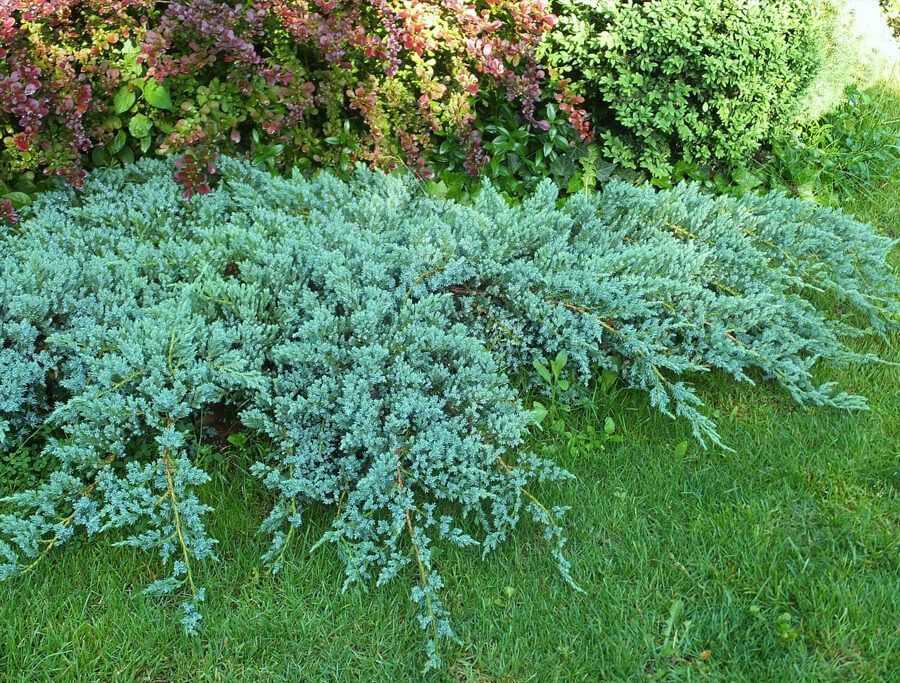 Можжевельник чешуйчатый блю карпет — juniperus squamata blue carpet