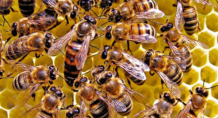 Пчелиная матка: как выглядит, породы, этапы развития