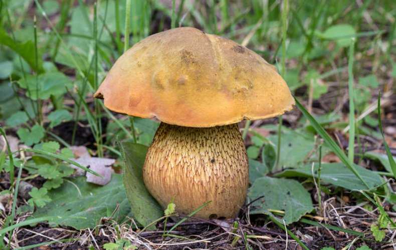 Гриб дубовик съедобный или нет. поддубник (boletus lur />фото и описание гриба поддубника
