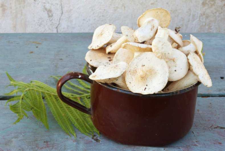 Как приготовить гриб рядовка. грибы рядовки и как их готовить. простые рецепты приготовления грибов рядовок | дачная жизнь