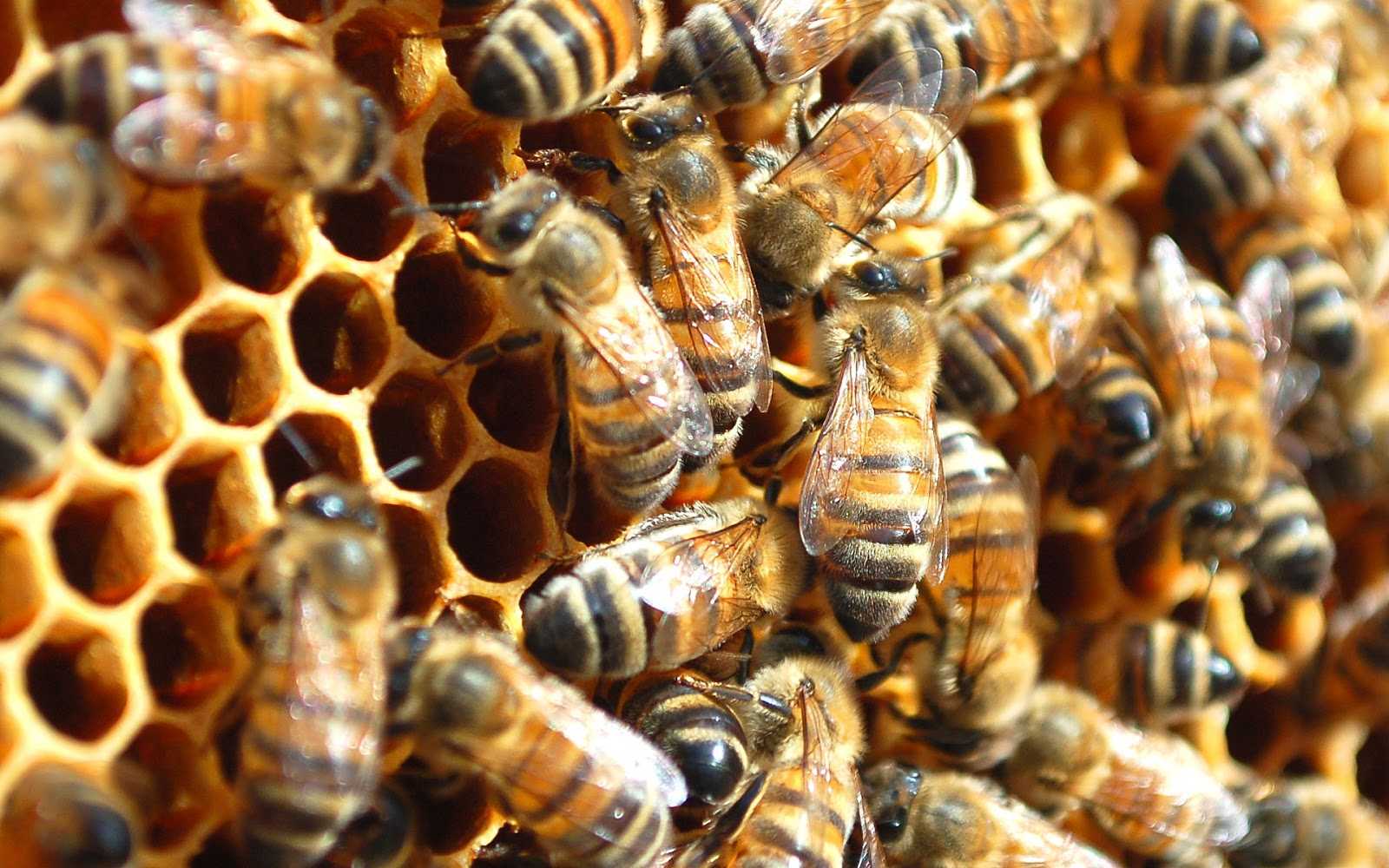 Объединение пчелосемей
