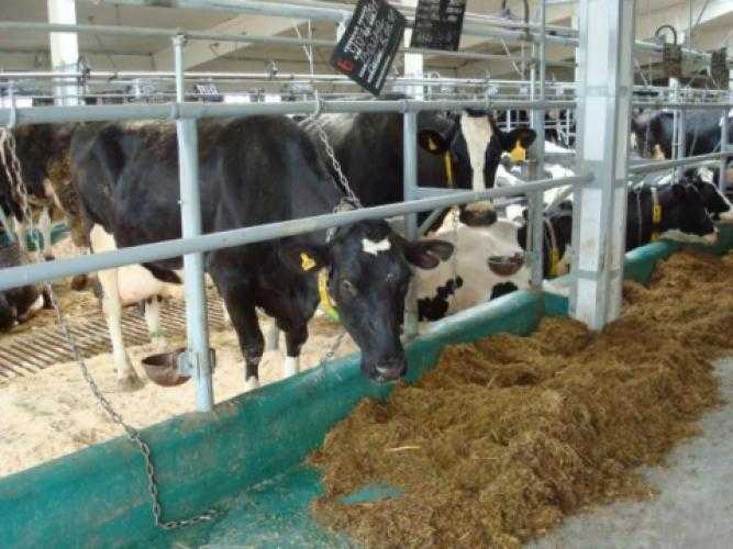 Содержание крс | cлучаи отравлений сельскохозяйственных животных