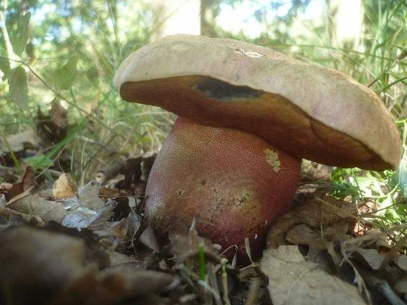 Боровик гриб. виды боровиков в лесу - индасад