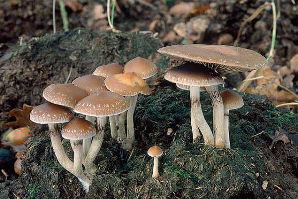 Строфария сине-зелёная (stropharia aeruginosa) – грибы сибири