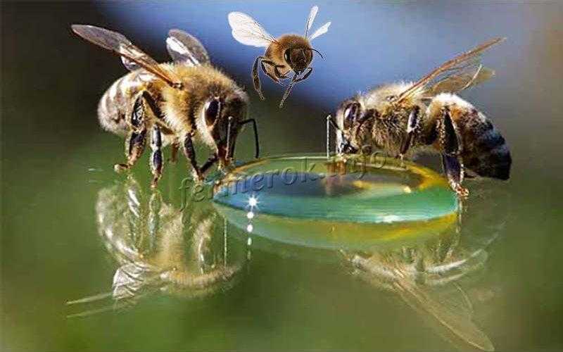 Подкормка пчел зимой: чем и как правильно их кормить
