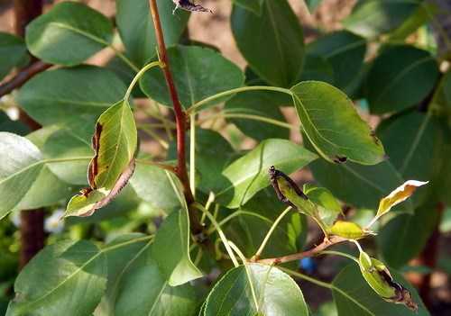 Почему чернеют листья у груши: что делать, как лечить