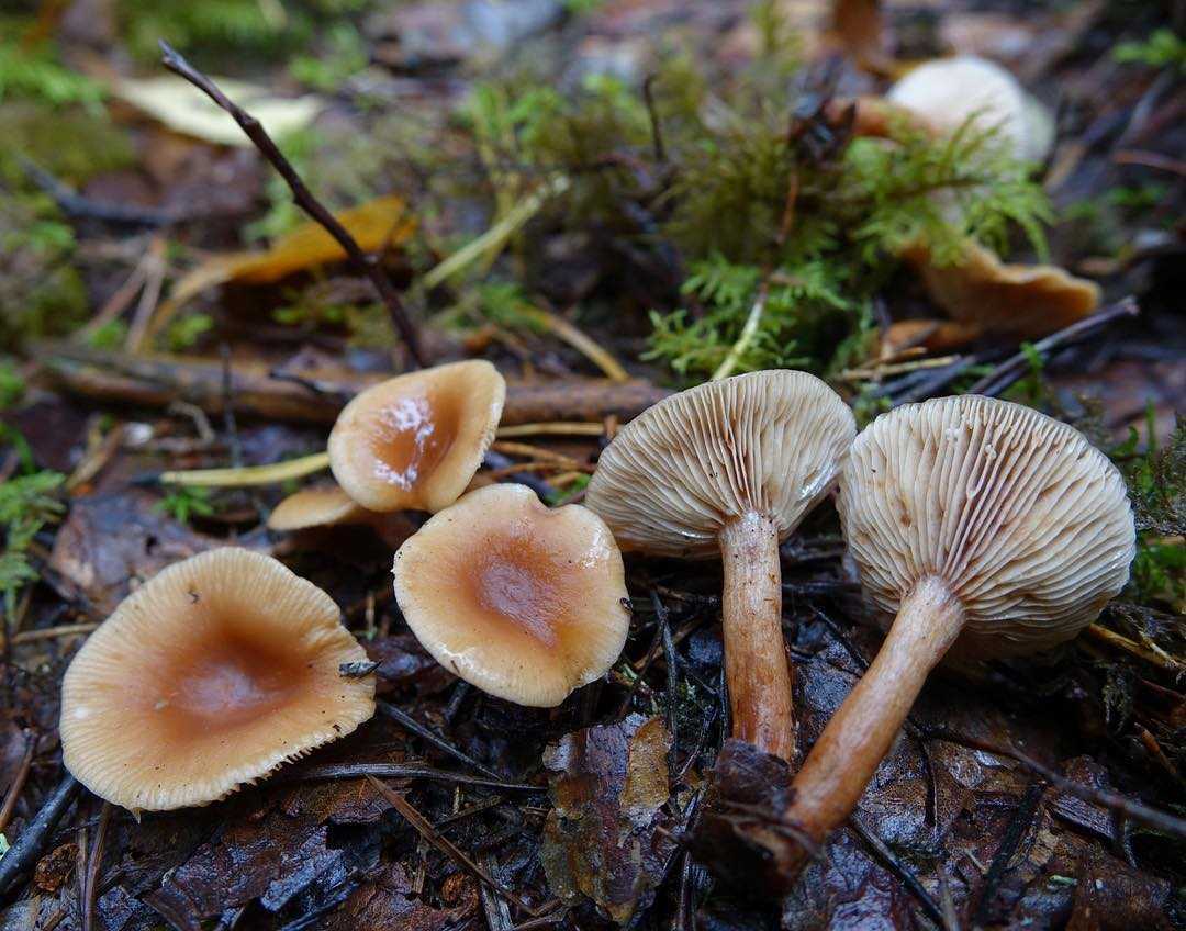 Рыжик настоящий, сосновый или осенний (lactarius deliciosus): фото, описание и как отличить от ложного гриба