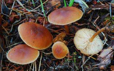 Все ли коричневые грибы вы знаете?