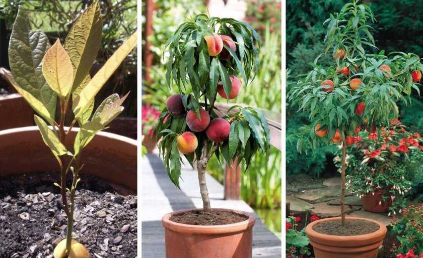 Как вырастить персик в домашних условиях из косточки, а также, будет ли он плодоносить