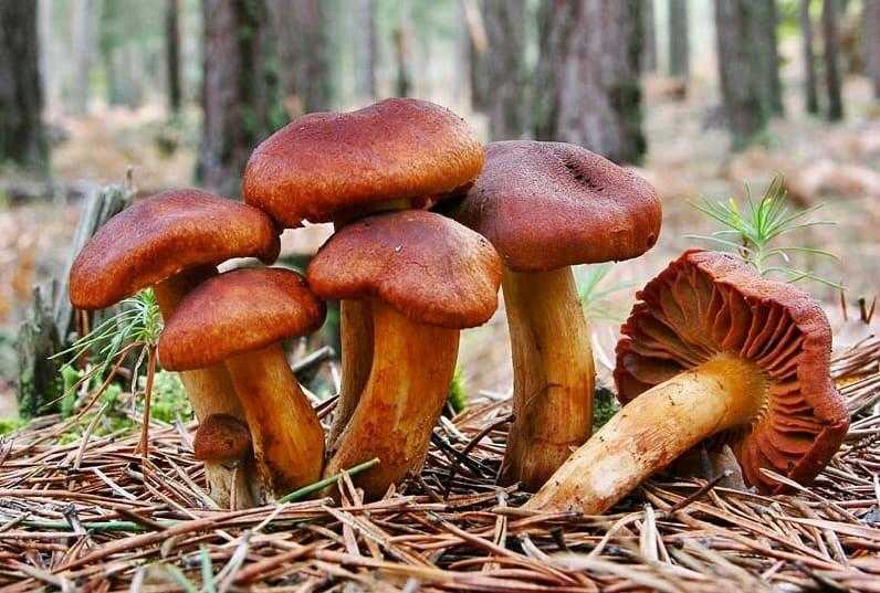 Паутинник камфорный (cortinarius camphoratus) –  грибы сибири