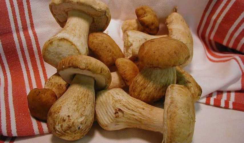 Как заморозить на зиму белые грибы: сырыми, вареными, жареными