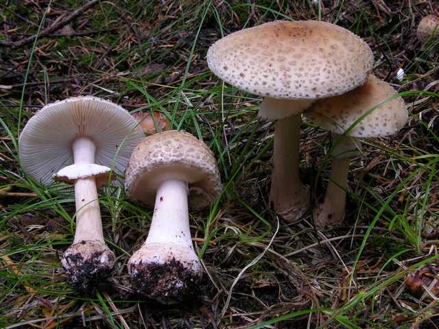 Мухомор серо-розовый или краснеющий (amanita rubescens): фото, описание и как готовить съедобный гриб