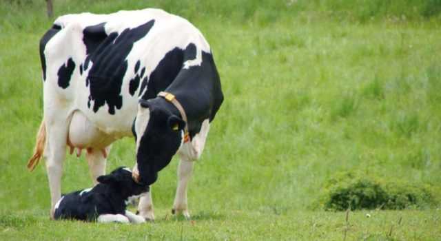 Как определить стельность домашней коровы
