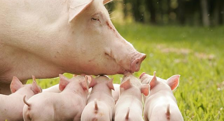 Свиньи как бизнес для начинающего фермера с нуля в 2021 году. свиноводство — прибыльный бизнес для тех, кто не боится работы. реальная история фермера