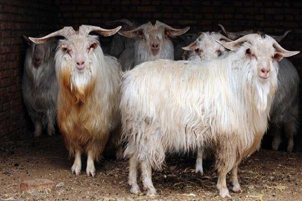 Дойные козы: фото, видео, характеристики, описание молочной породы