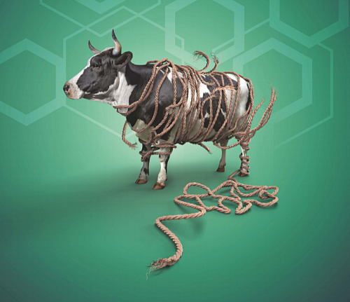 Послеродовой парез у коров: симптомы и лечение