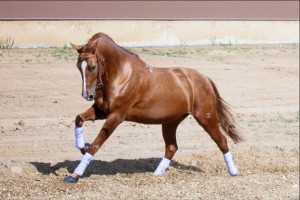 Описание и характеристики донской породы лошадей, особенности содержания