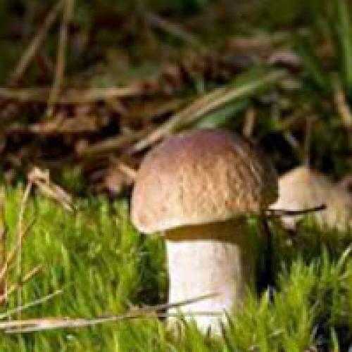 Белые грибы в домашних условиях