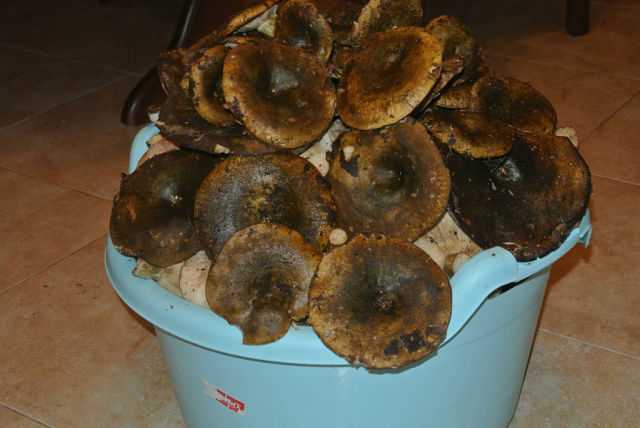 Пересоленные грузди: что делать, как спасти грибы - дача