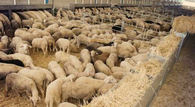 Содержание овец: технологии разведения, особенности содержания и советы по выращиванию (115 фото)