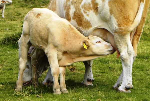 Когда доить корову после отела и пить молоко: технология раздоя