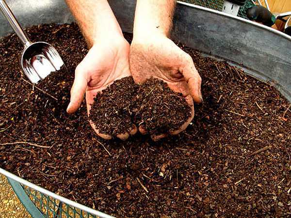 Семена сосны (17 фото): как вырастить дерево из семечек в шишке в домашних условиях? как правильно посадить семена и прорастить их дома?