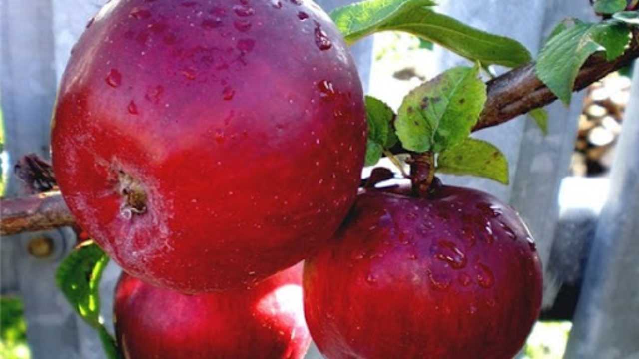 Яблоня сорта анис: описание, разновидности, посадка и уход, фото, отзывы