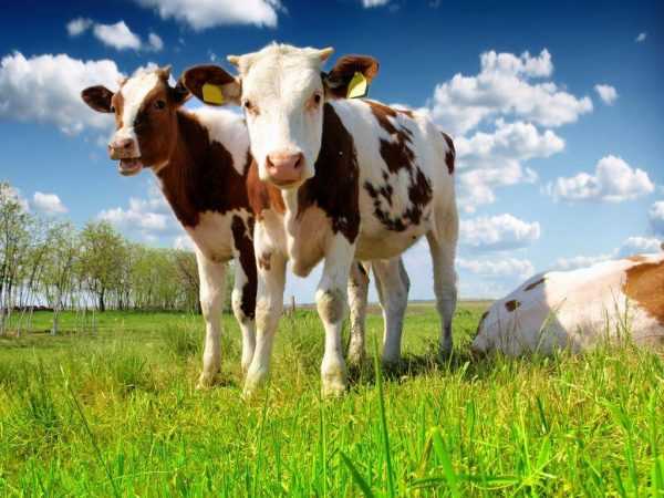 Кормление крупного рогатого скота: как выбрать правильный рацион ао "витасоль"