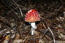 Лисички, подосиновики и белые грибы: лекарственные свойства даров леса