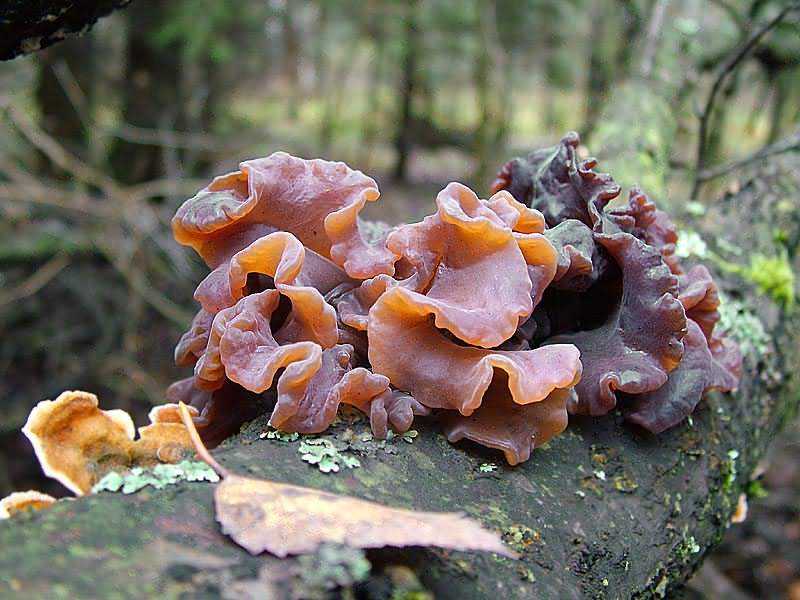 Гриб растет на пнях. названия и описание грибов растущих на пнях (+41 фото)