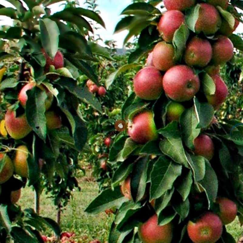 Как посадить колоновидную яблоню саженцами: посадка и уход весной и осенью
