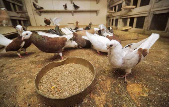 Чем нужно кормить птенца голубя в домашних условиях - общая информация - 2020