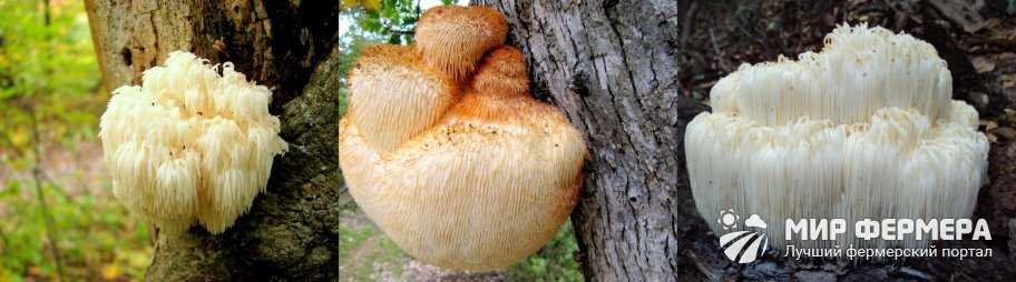 Ежовик гребенчатый: гриб, который улучшает память и настроение