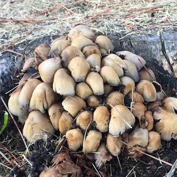 Как выглядит гриб дождевик фото. грибы дождевики: как отличить съедобные от несъедобных