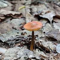 Глава 5 экологические особенности и урожайность наиболее распространенных съедобных грибов